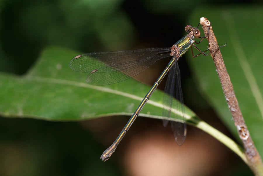 Lestes viridis femmina